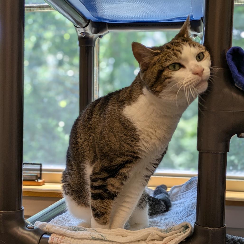 Enlarge Casey, a Adoptable Domestic Short Hair in South Burlington, VT image 5/6