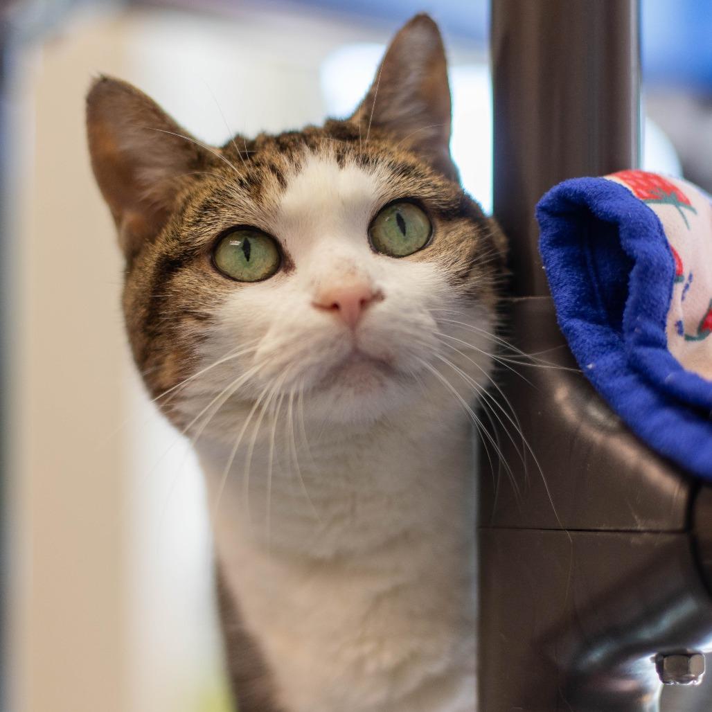 Enlarge Casey, a Adoptable Domestic Short Hair in South Burlington, VT image 6/6