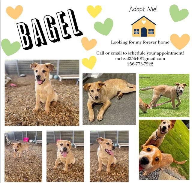 Bagel, Adoptable, Young Male Jack Russell Terrier & Redbone Coonhound.