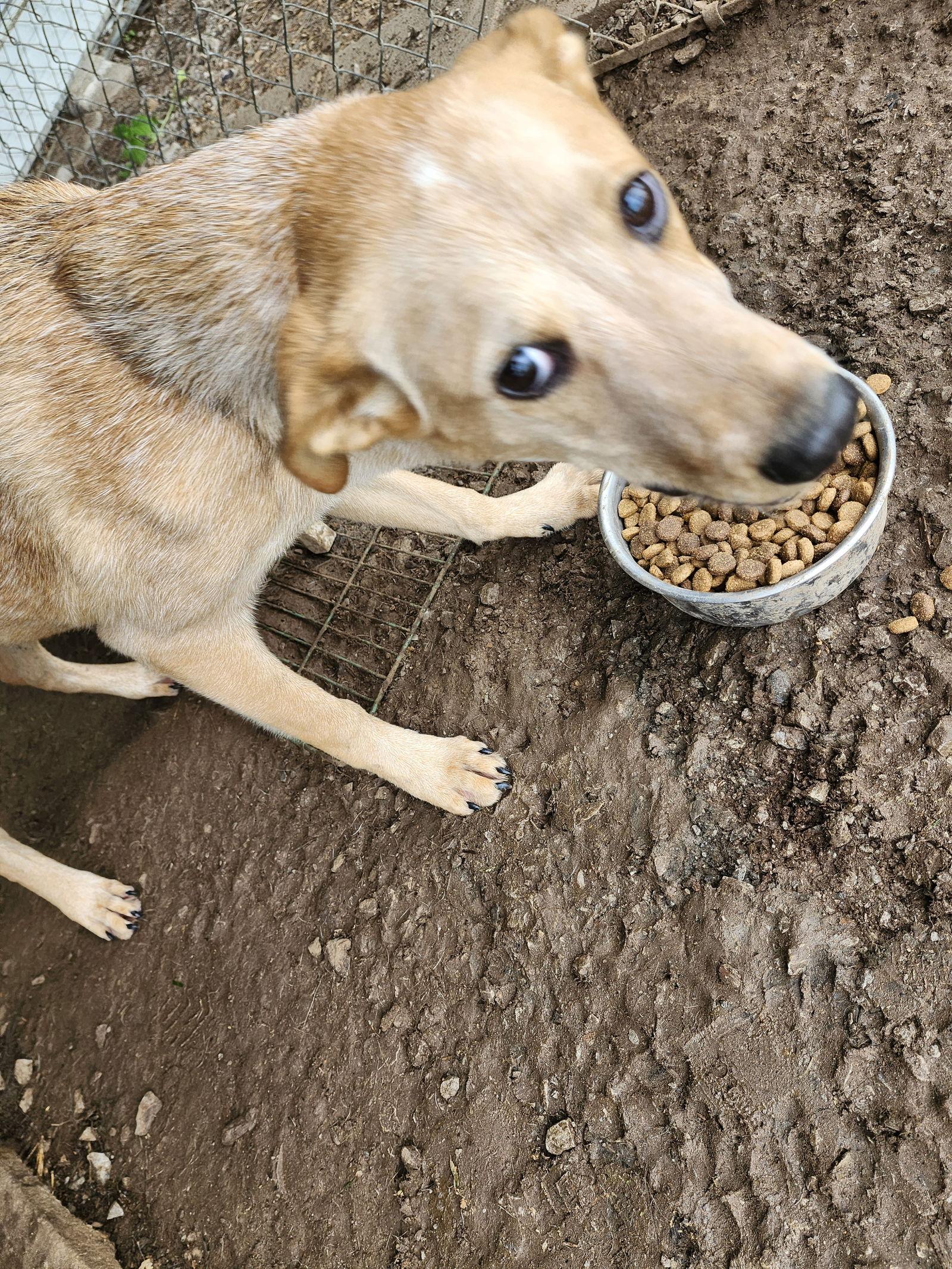 Bagel, a Adoptable mixed breed in Hartselle, AL image 3/3