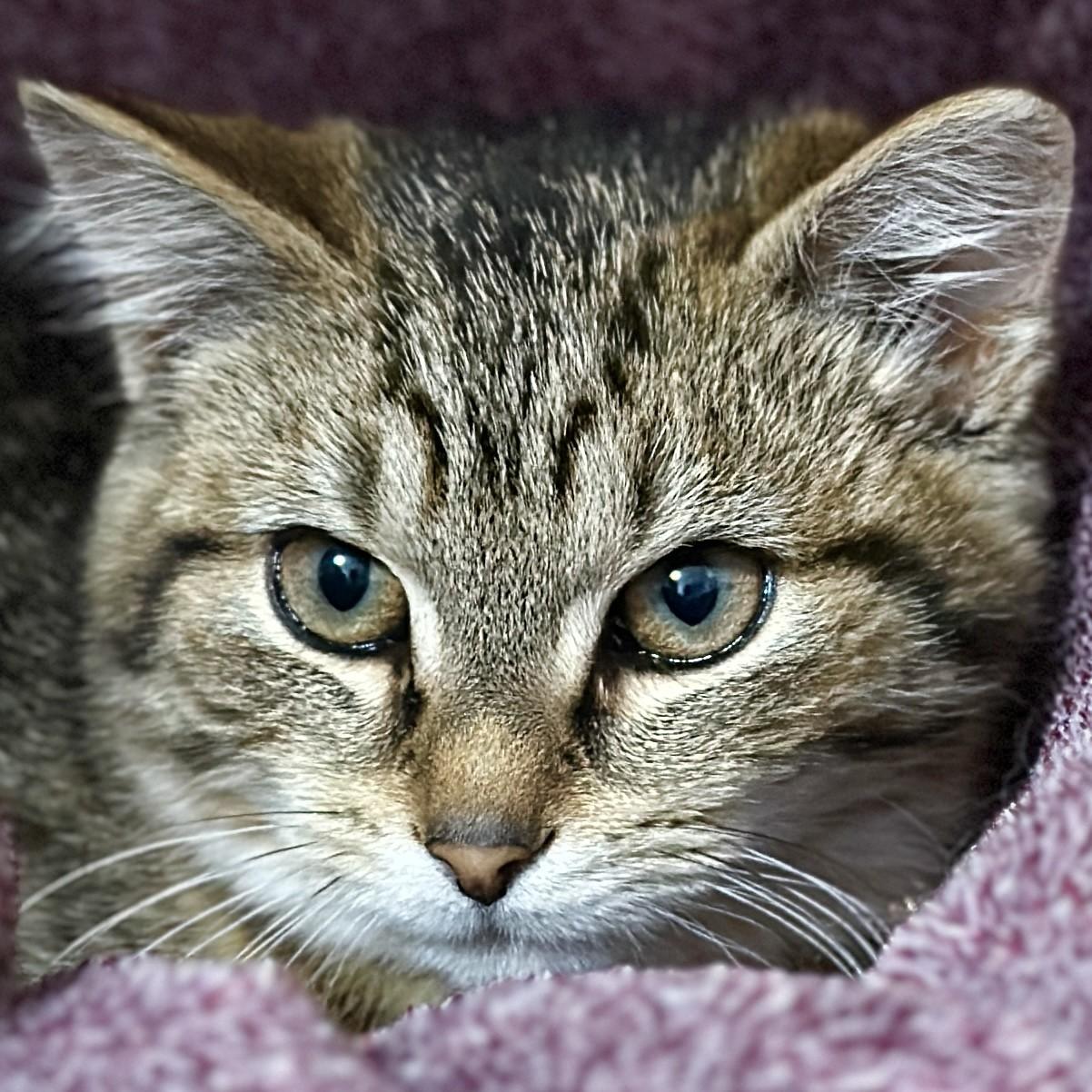 Enlarge Franny, an adopted Domestic Short Hair in Victor, NY image 1/2