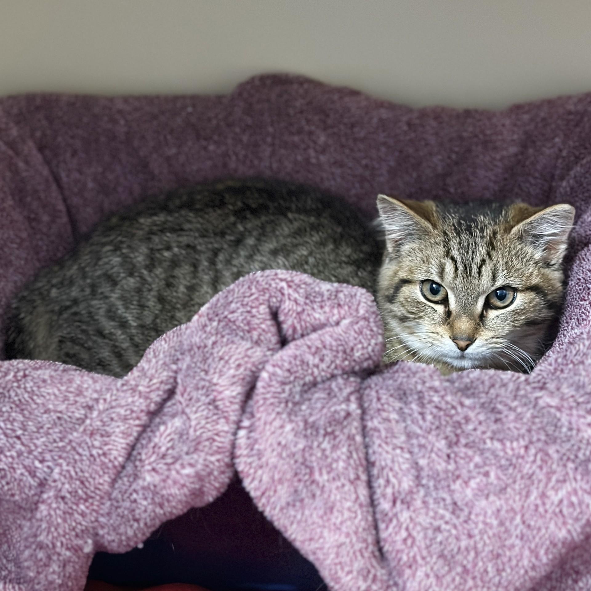 Enlarge Franny, an adopted Domestic Short Hair in Victor, NY image 2/2