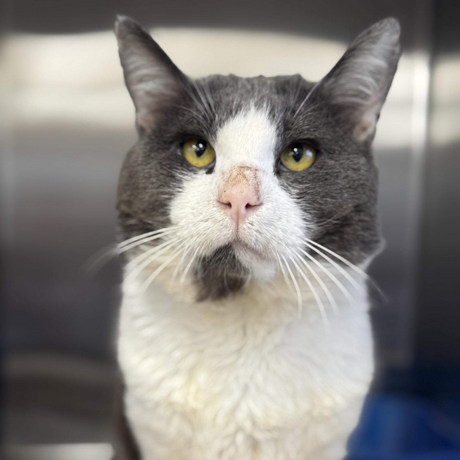 Oreo, Adoptable, Senior Male Domestic Short Hair.