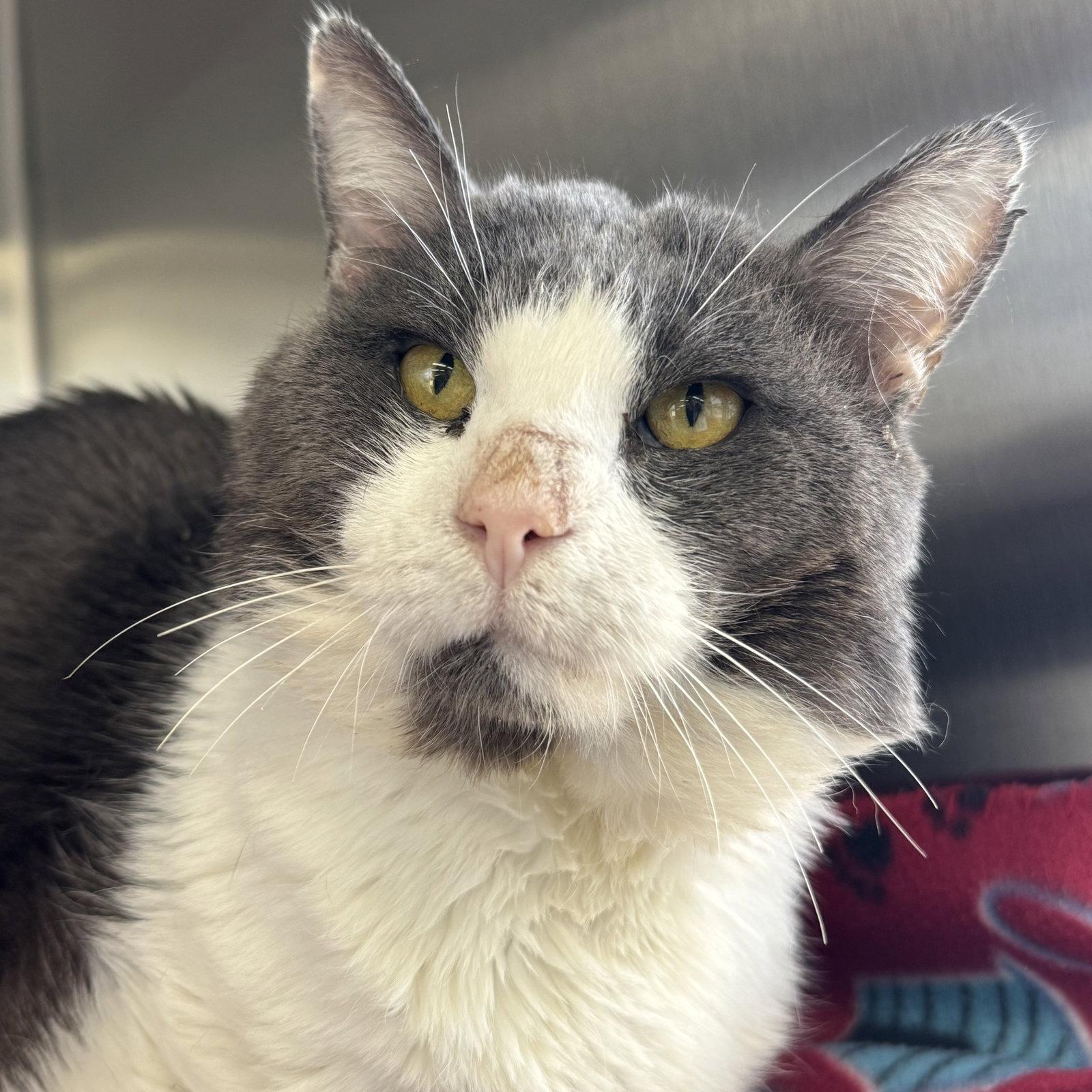 Oreo, a Adoptable Domestic Short Hair in Winchendon, MA image 2/2