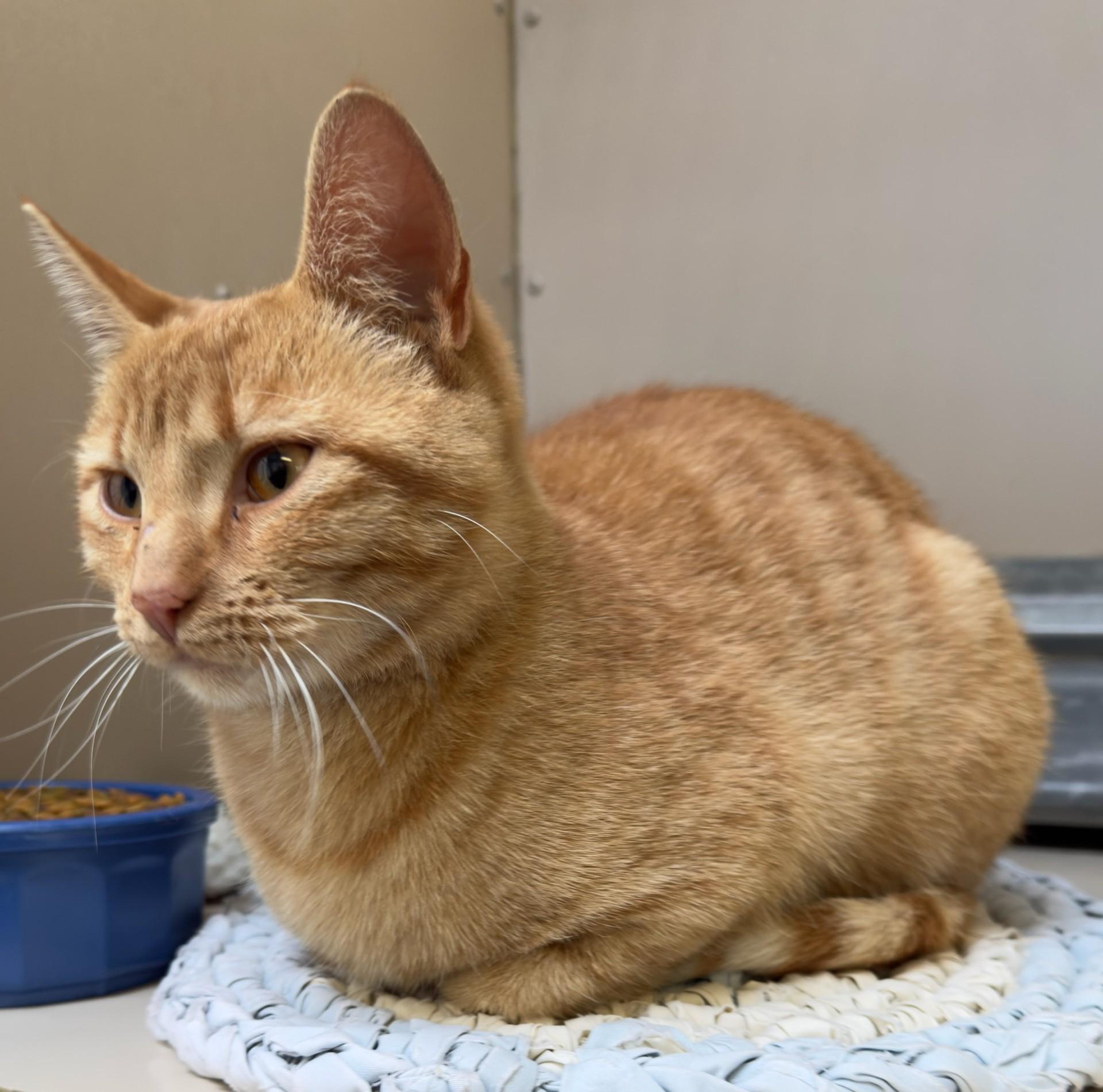 59895205, ADOPTABLE, Adult Female Domestic Short Hair.