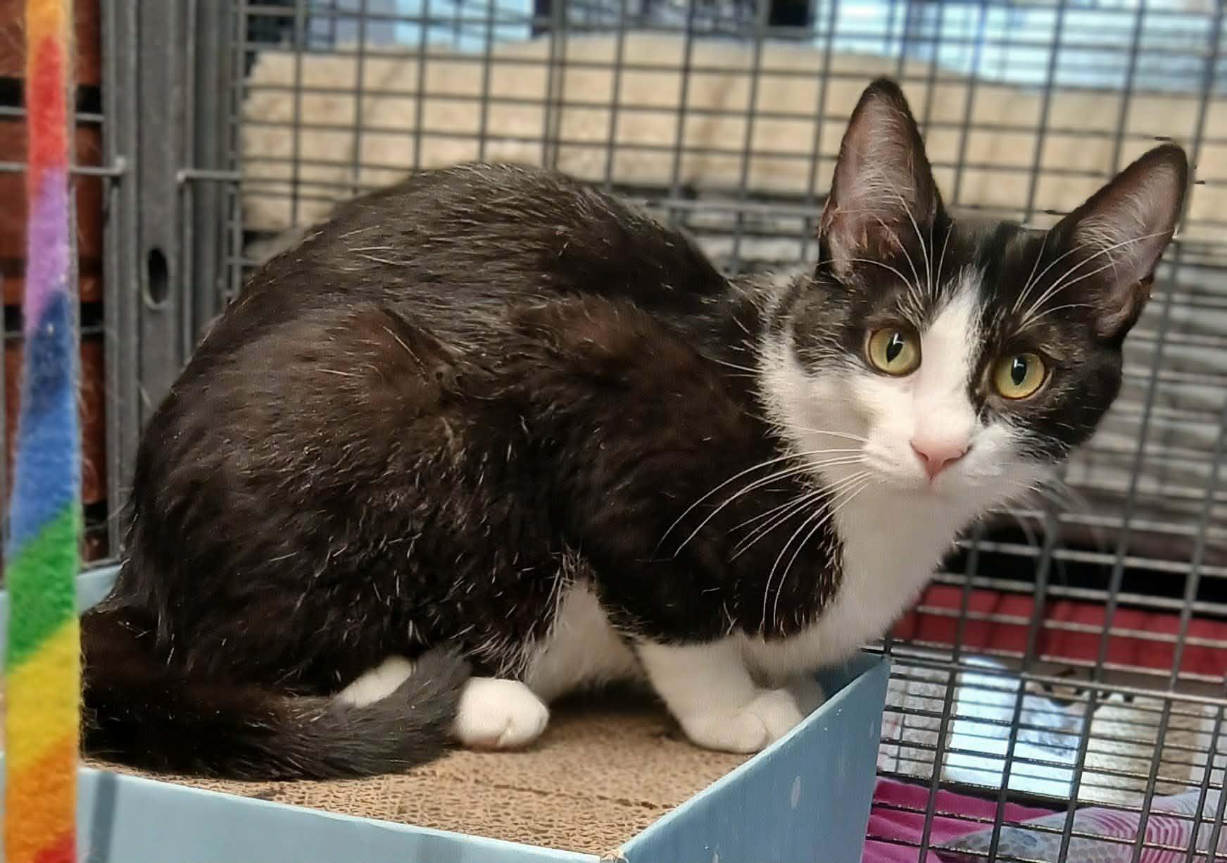 Enlarge Piper bonded with Pippa, an adopted Tuxedo in Hamilton, ON image 4/4