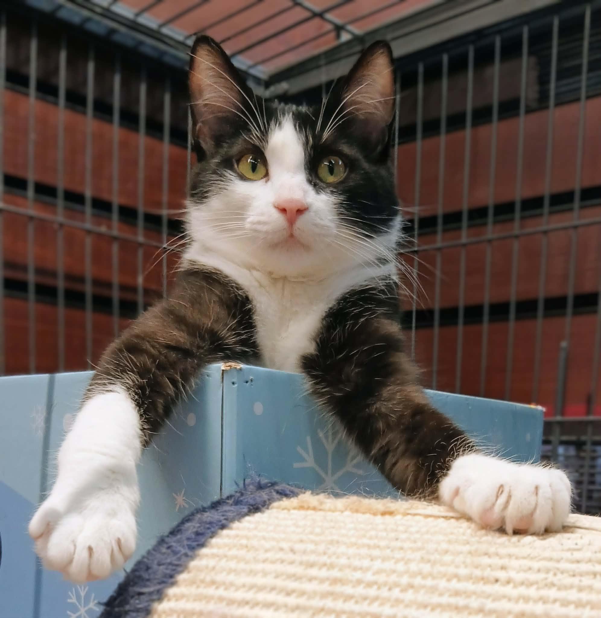 Piper bonded with Pippa, adopted, Young Female Tuxedo.