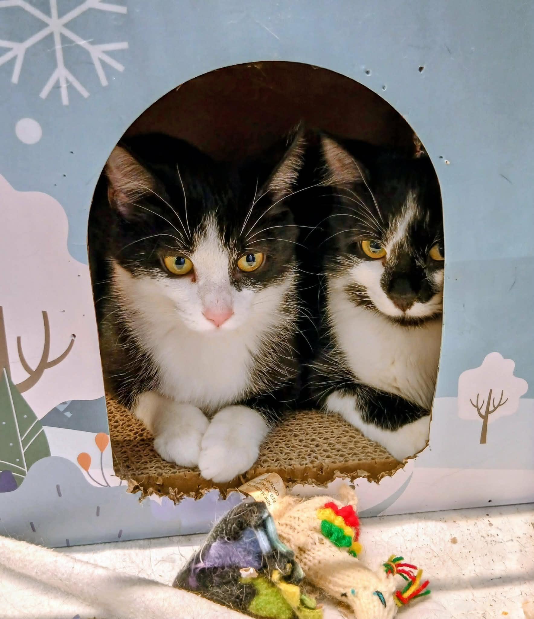 Enlarge Piper bonded with Pippa, an adopted Tuxedo in Hamilton, ON image 3/4