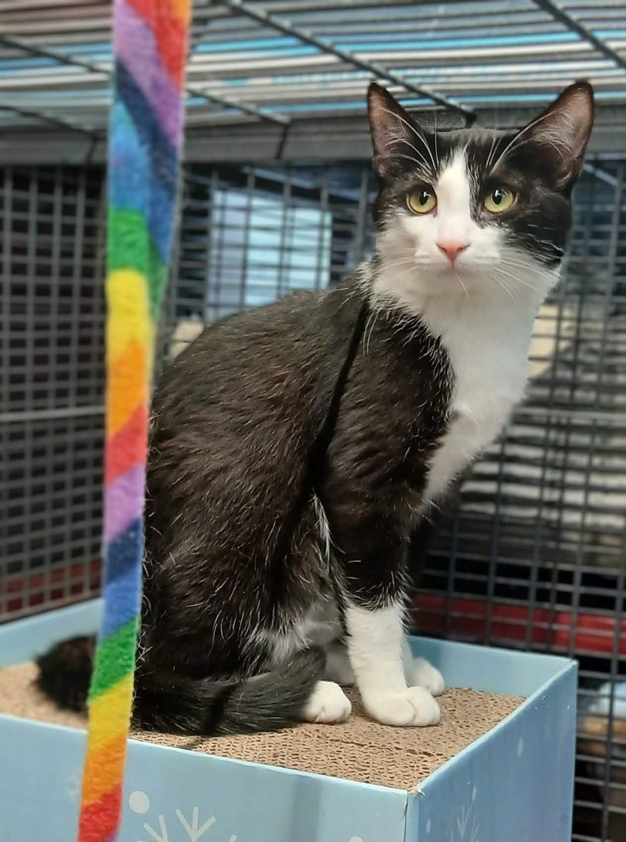 Enlarge Piper bonded with Pippa, an adopted Tuxedo in Hamilton, ON image 2/4