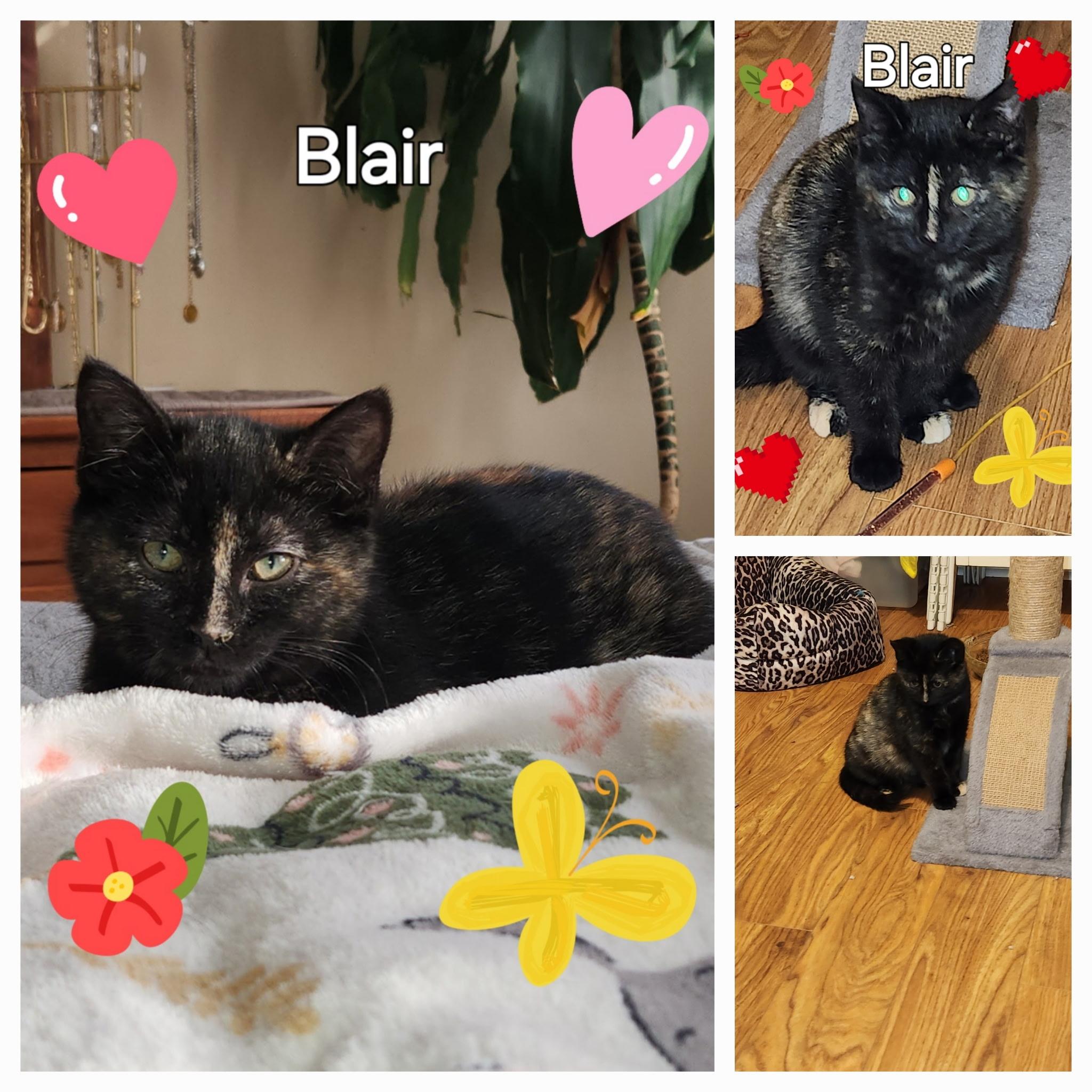 Blair, Baby Female Domestic Short Hair