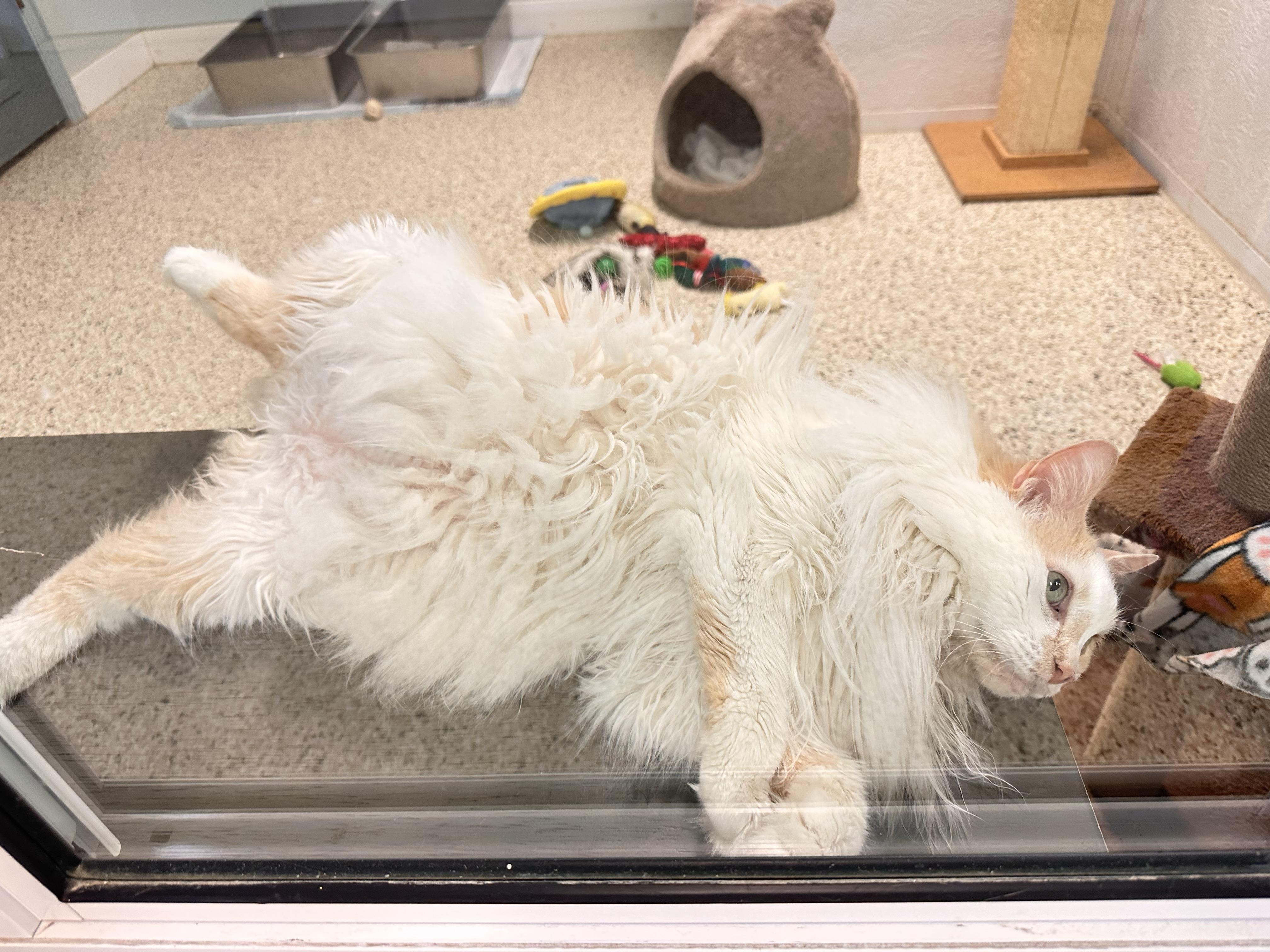 Enlarge Max, a ADOPTABLE Domestic Long Hair in New Port Richey, FL image 2/4