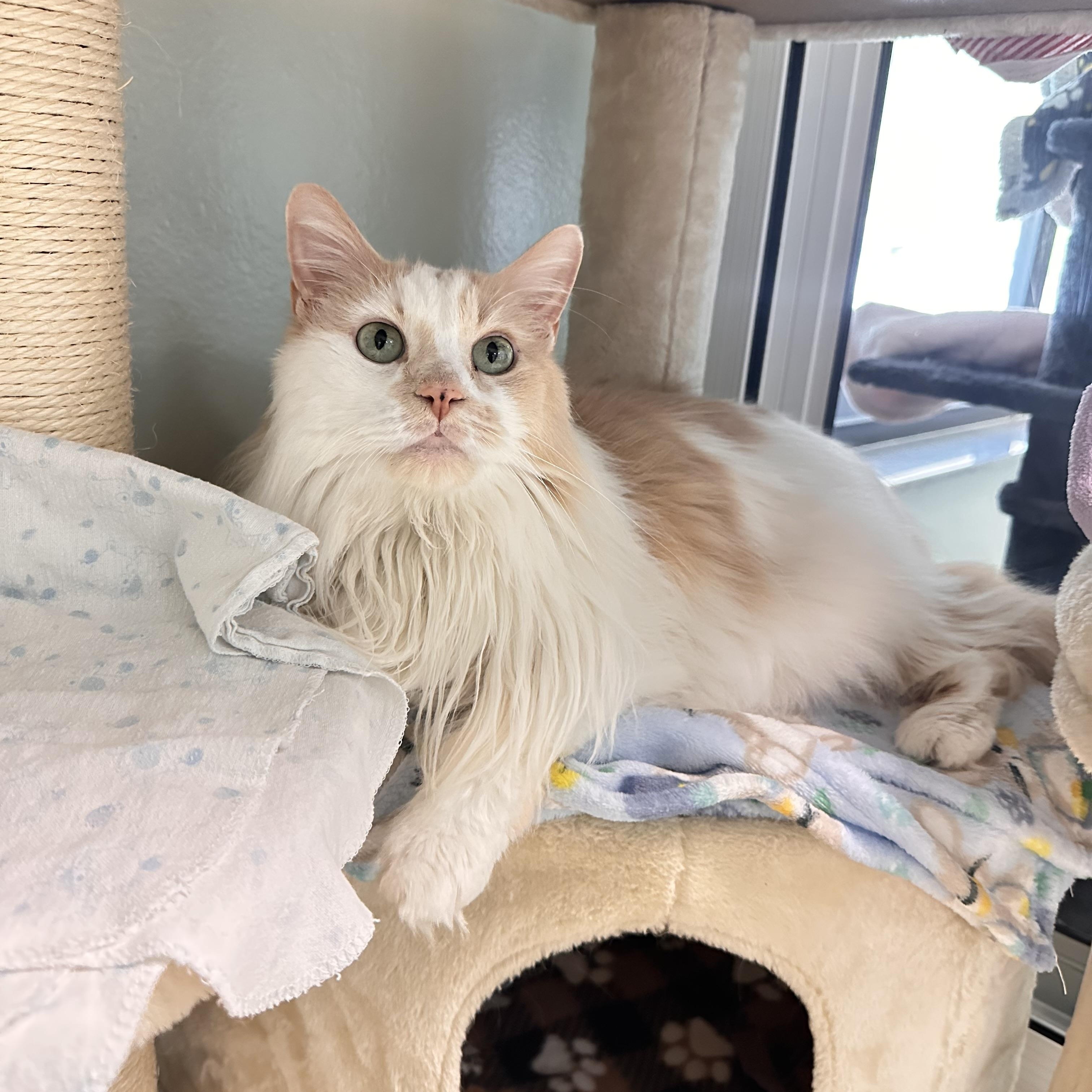 Max, ADOPTABLE, Senior Male Domestic Long Hair.