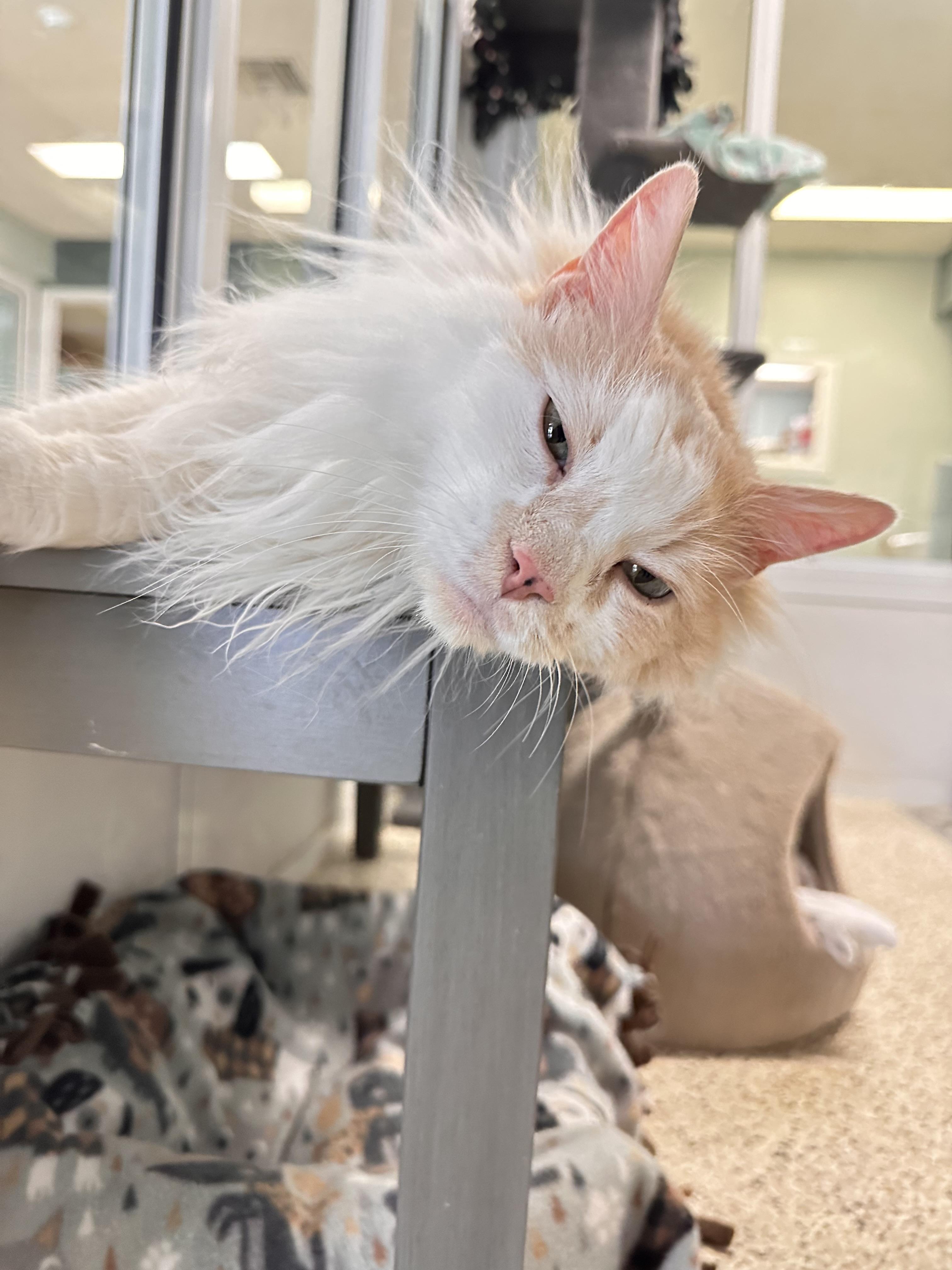 Enlarge Max, a ADOPTABLE Domestic Long Hair in New Port Richey, FL image 3/4