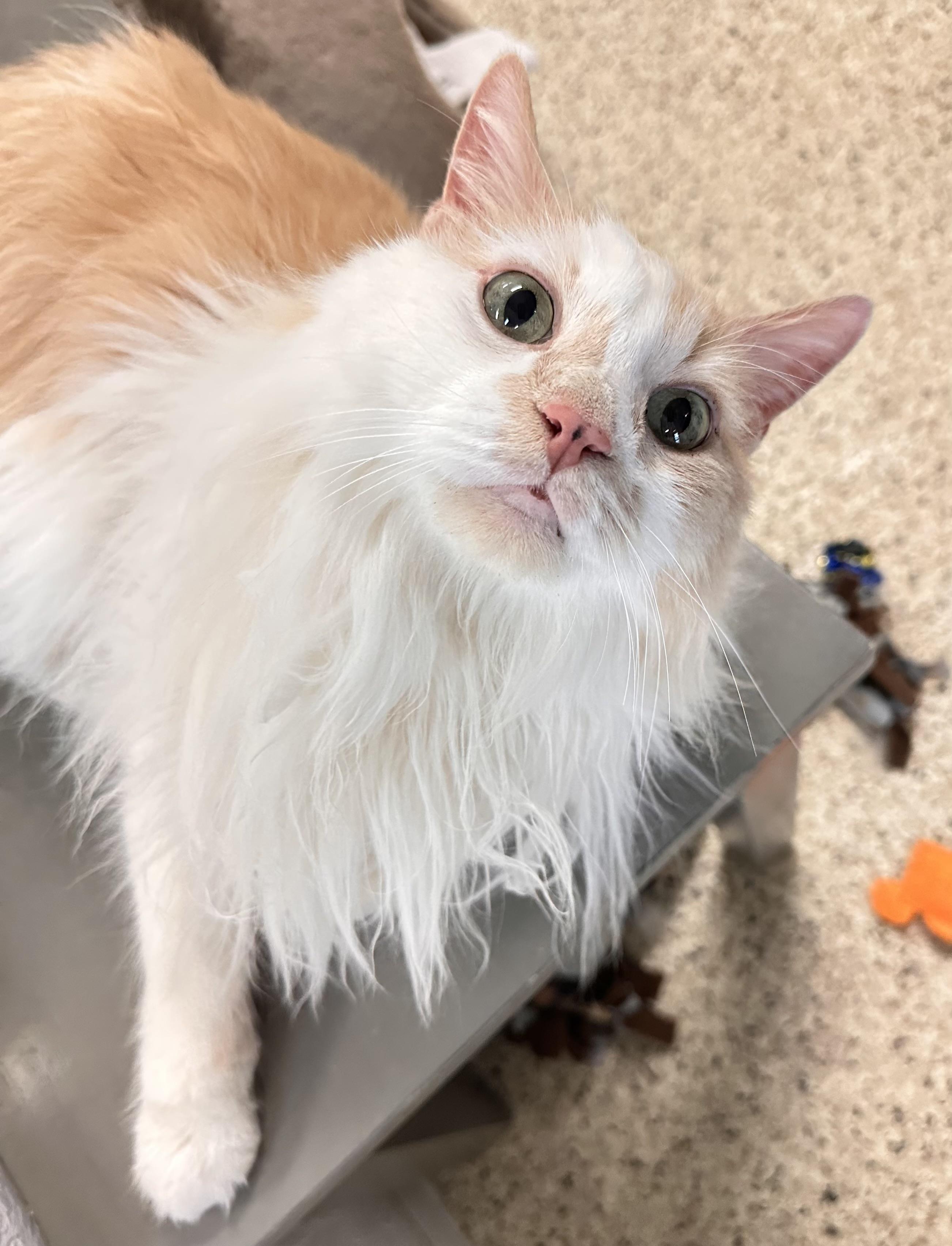 Enlarge Max, a ADOPTABLE Domestic Long Hair in New Port Richey, FL image 4/4