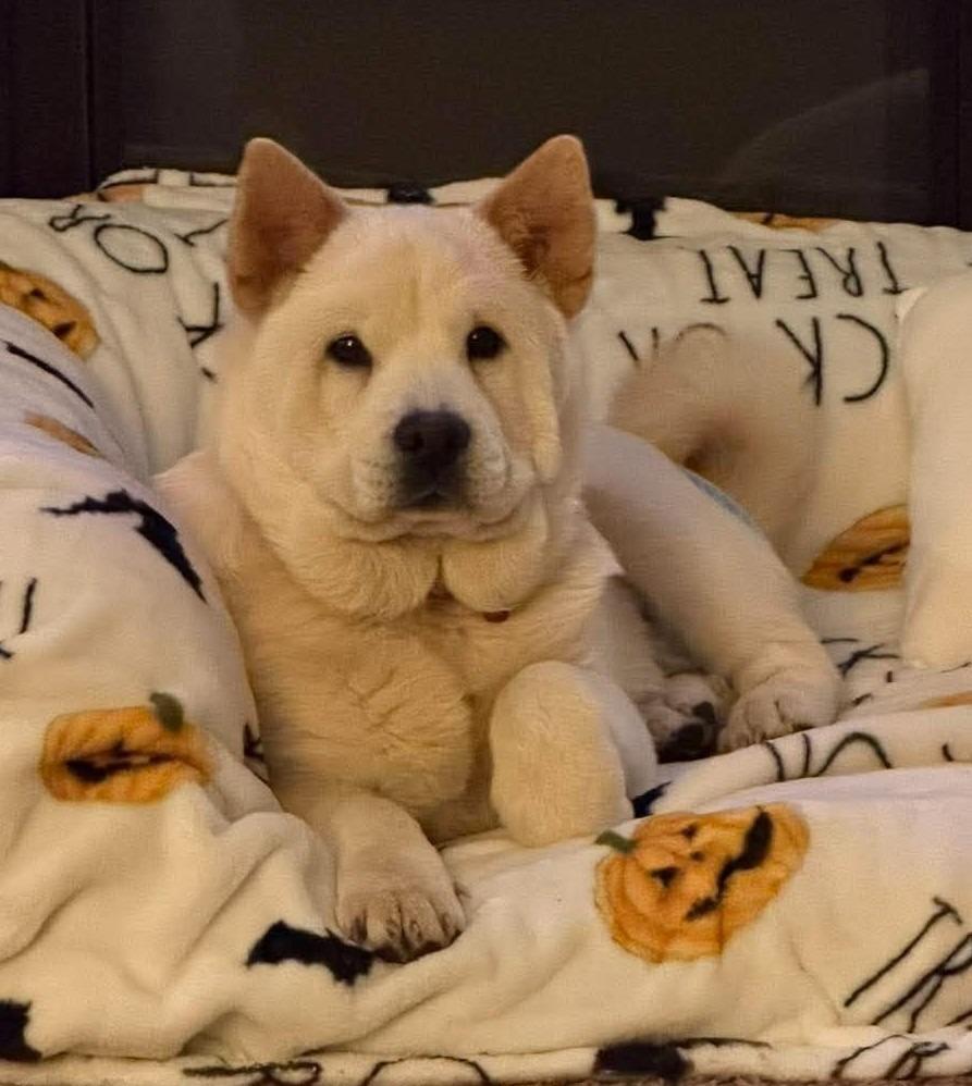 Rylee, ADOPTABLE, Puppy • Female, Chow Chow.