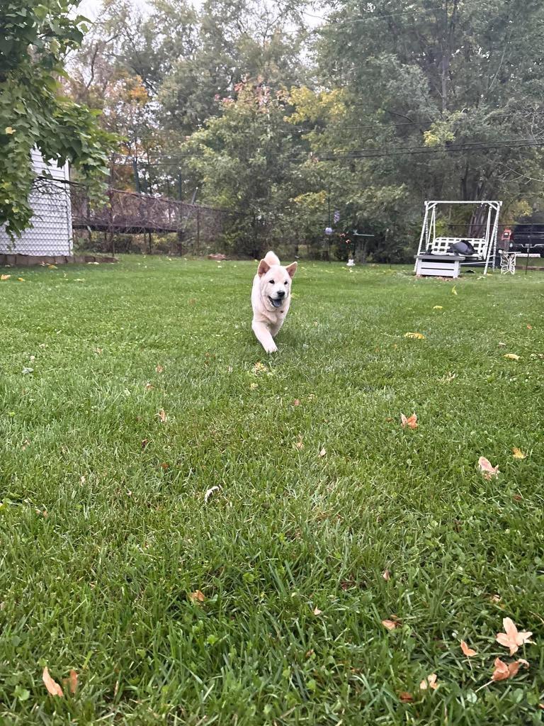 Enlarge Rylee, a Adoptable Chow Chow in Warren, MI image 2/6