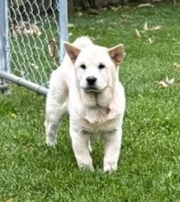 Enlarge Rylee, a Adoptable Chow Chow in Warren, MI image 3/6