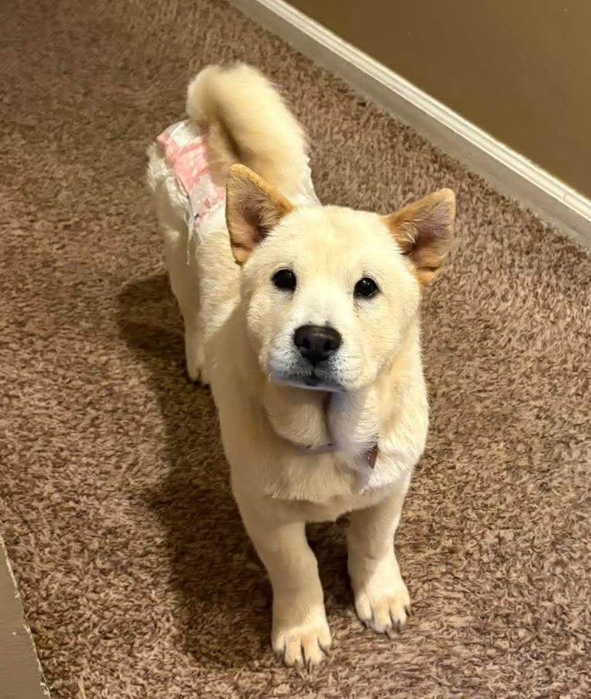 Enlarge Rylee, a Adoptable Chow Chow in Warren, MI image 4/6
