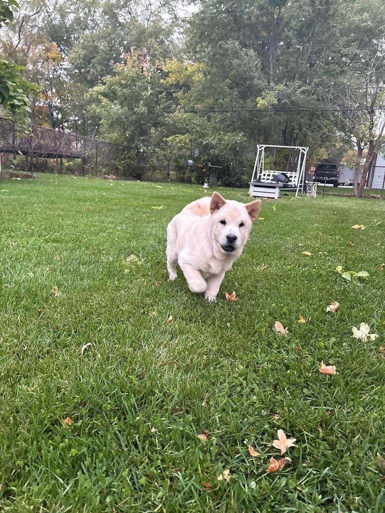 Enlarge Rylee, a Adoptable Chow Chow in Warren, MI image 5/6