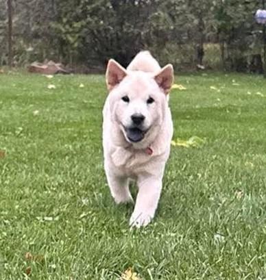 Enlarge Rylee, a Adoptable Chow Chow in Warren, MI image 6/6