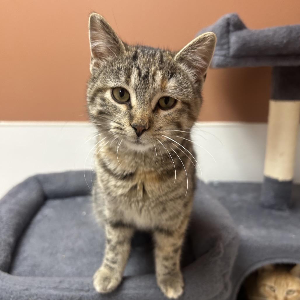 Catalina, Adoptable, Kitten Female Domestic Short Hair.