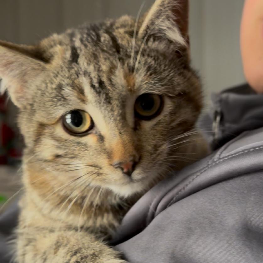 Enlarge Catalina, a Adoptable Domestic Short Hair in Detroit Lakes, MN image 2/2