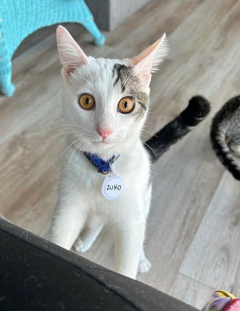 Zuko, Adoptable, Young Male Domestic Short Hair.