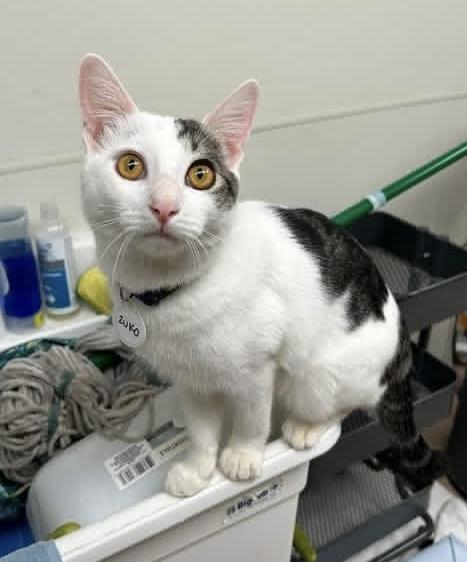 Enlarge Zuko, a Adoptable mixed breed in tucson, AZ image 3/6