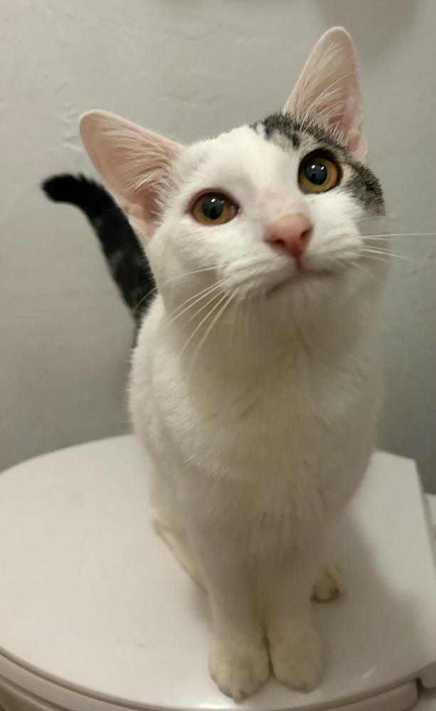Enlarge Zuko, a Adoptable mixed breed in tucson, AZ image 6/6