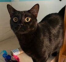 Binx, a Adoptable Domestic Short Hair in Monticello, IL image 2/6