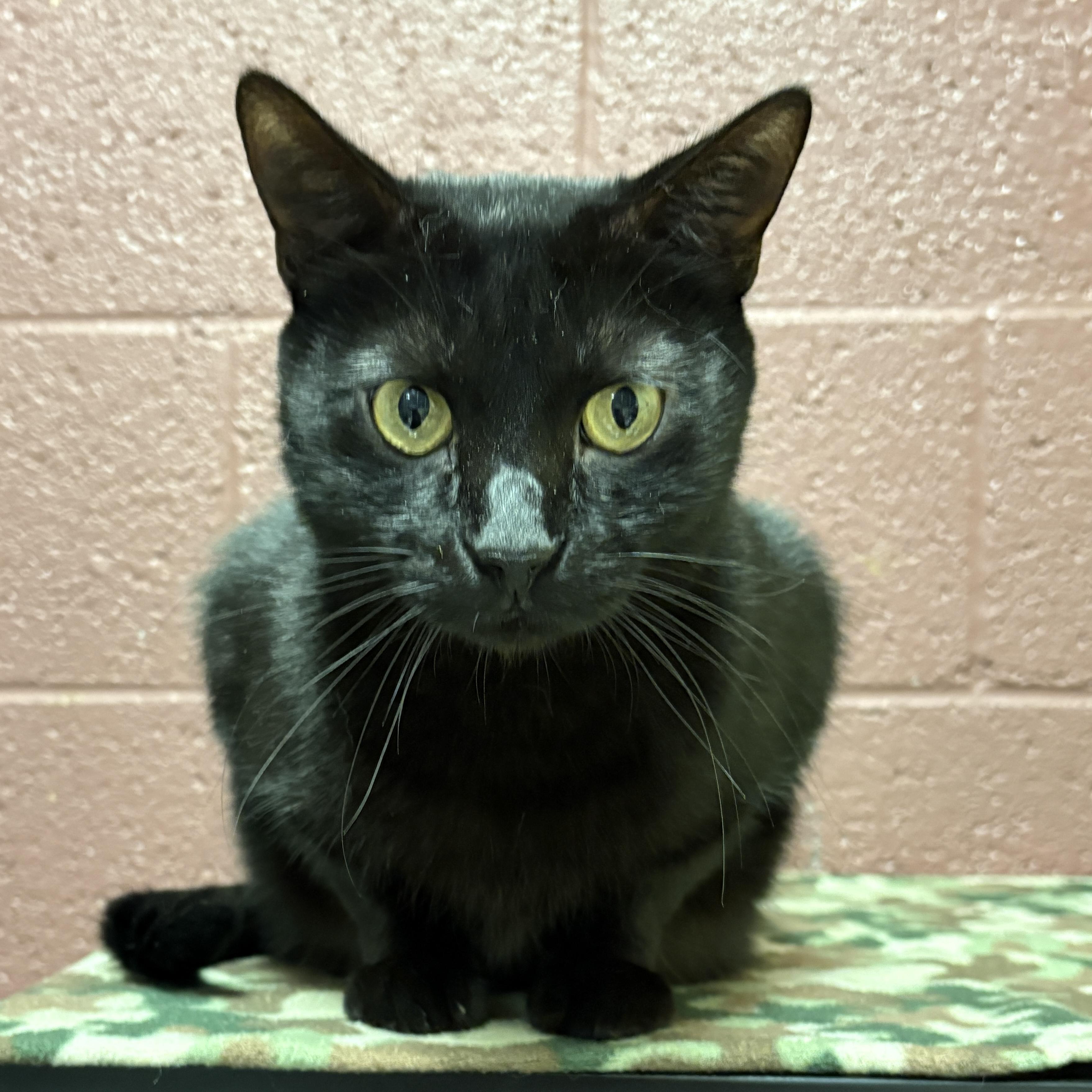 Binx, Adoptable, Adult Male Domestic Short Hair.