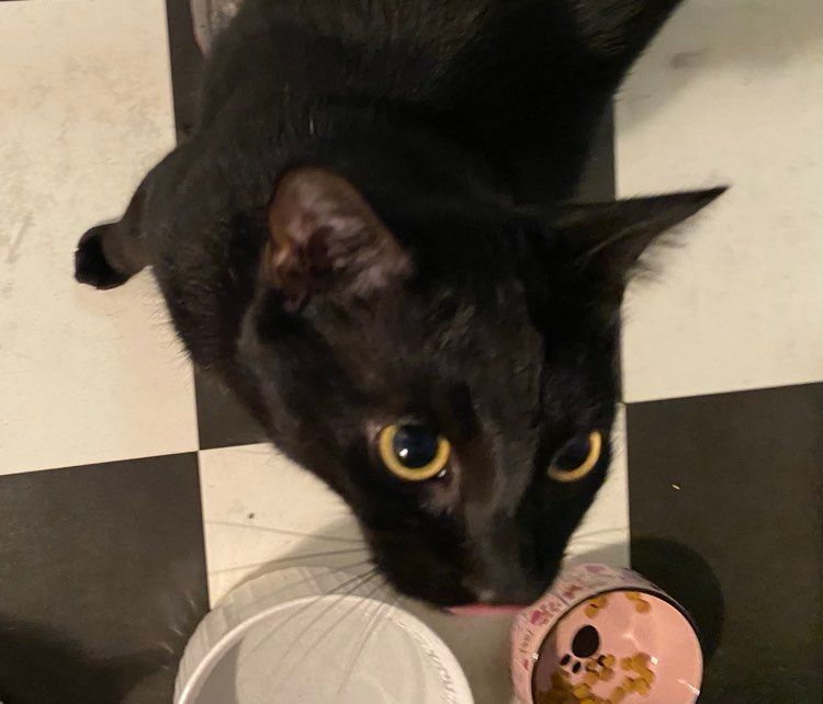 Binx, a Adoptable Domestic Short Hair in Monticello, IL image 3/6