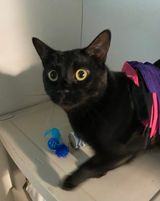 Binx, a Adoptable Domestic Short Hair in Monticello, IL image 4/6