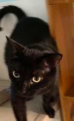 Binx, a Adoptable Domestic Short Hair in Monticello, IL image 5/6