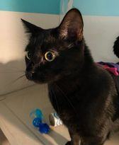 Binx, a Adoptable Domestic Short Hair in Monticello, IL image 6/6