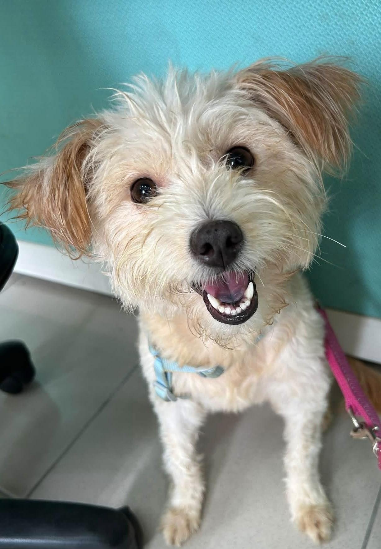 Gi Gi, Adoptable, Young Female Terrier.