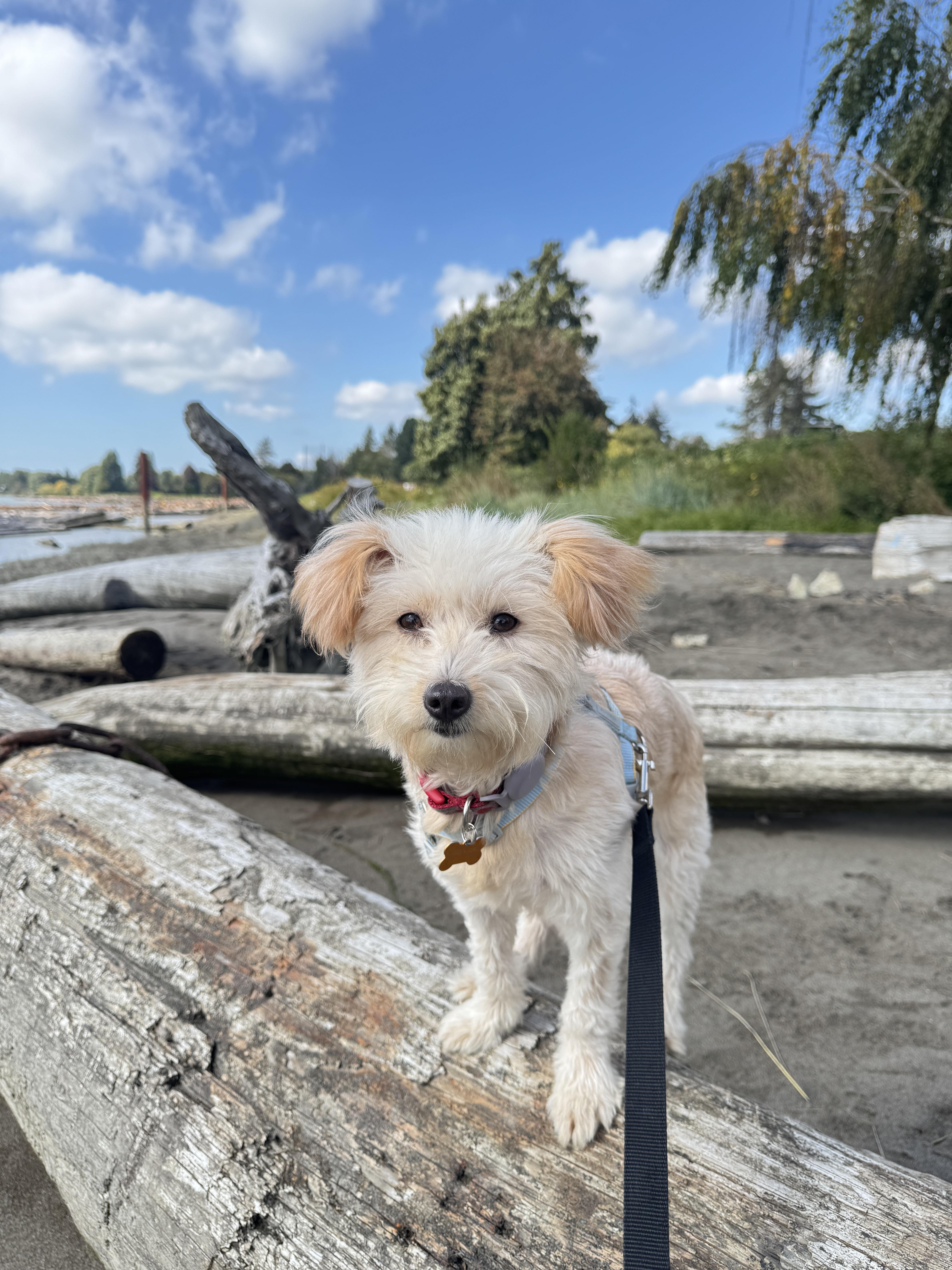 Enlarge Gi Gi, a Adoptable Terrier in Vancouver, BC image 6/6