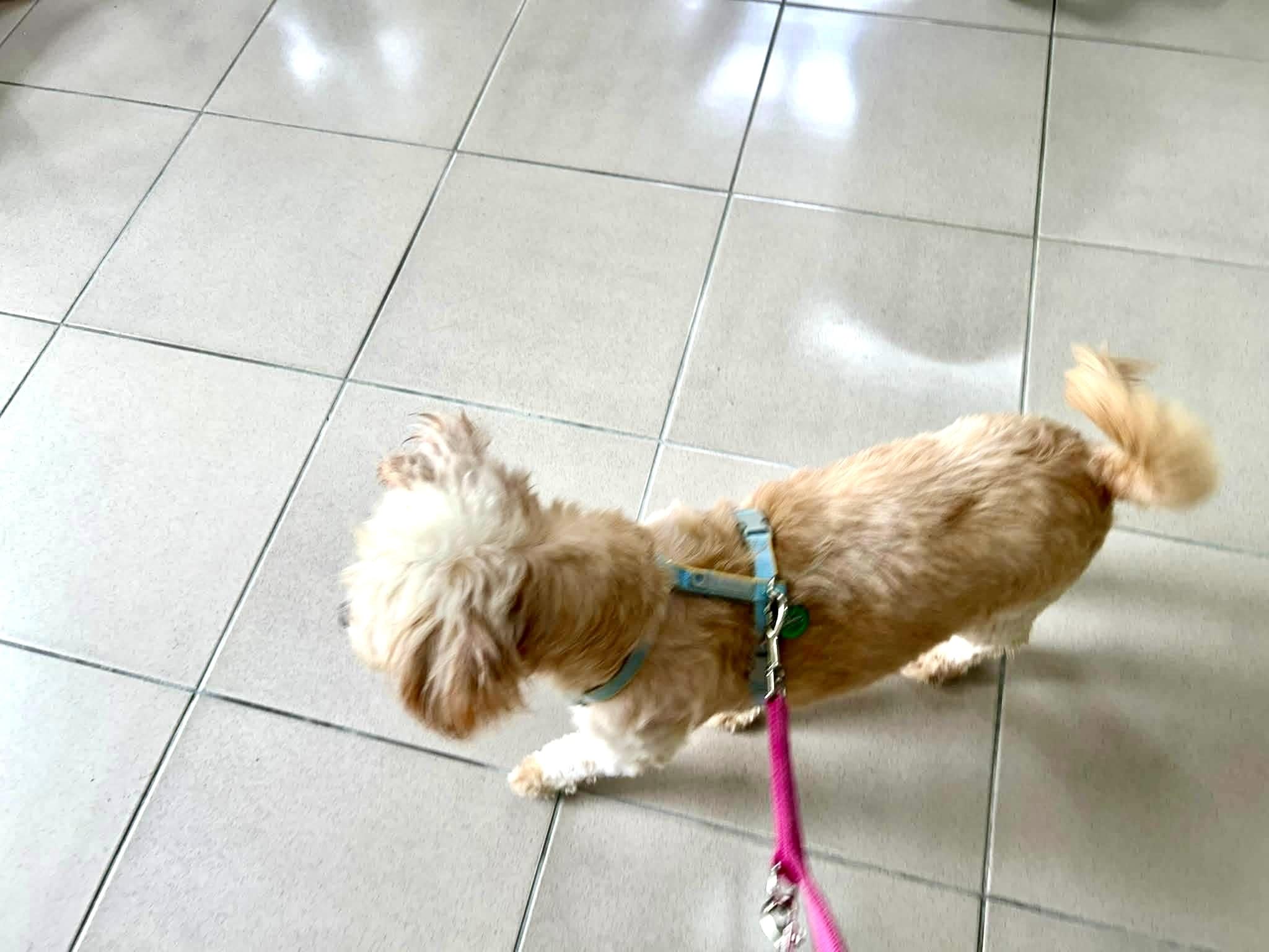 Enlarge Gi Gi, a Adoptable Terrier in Vancouver, BC image 5/6