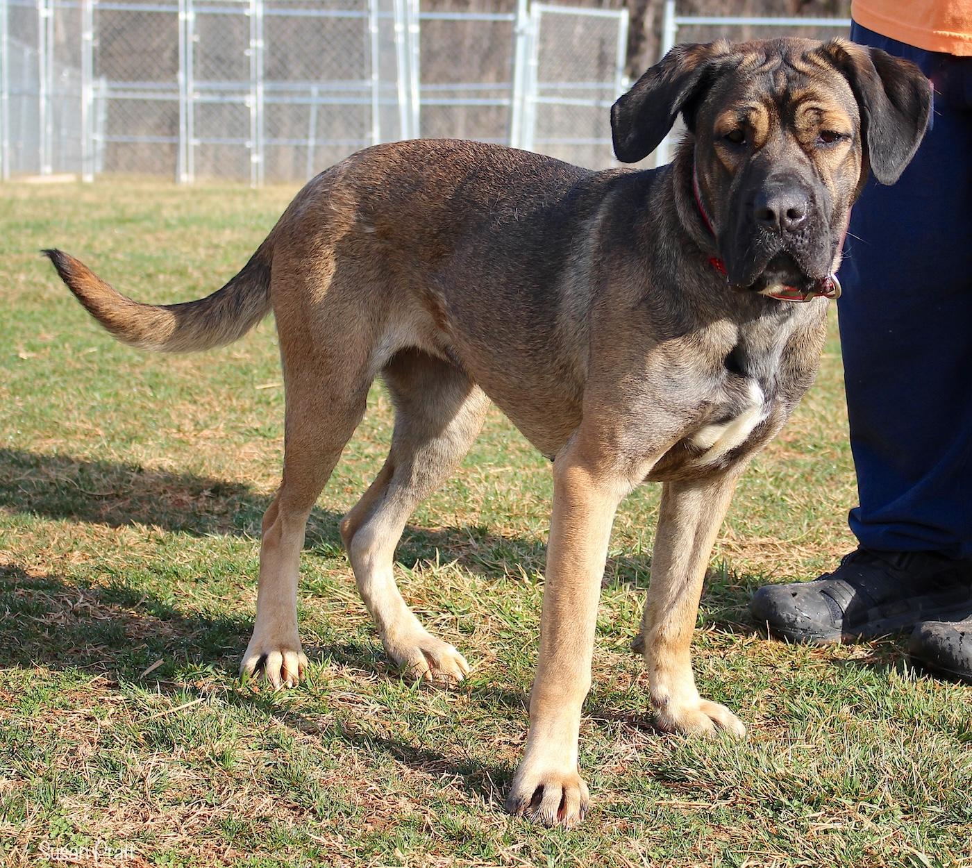 Enlarge Spade, an adoptable mixed breed in Bedford, VA image 3/3
