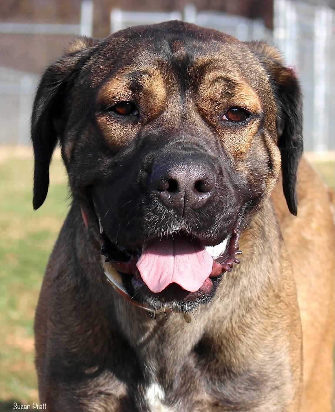Spade, adoptable, Adult Female Mastiff.