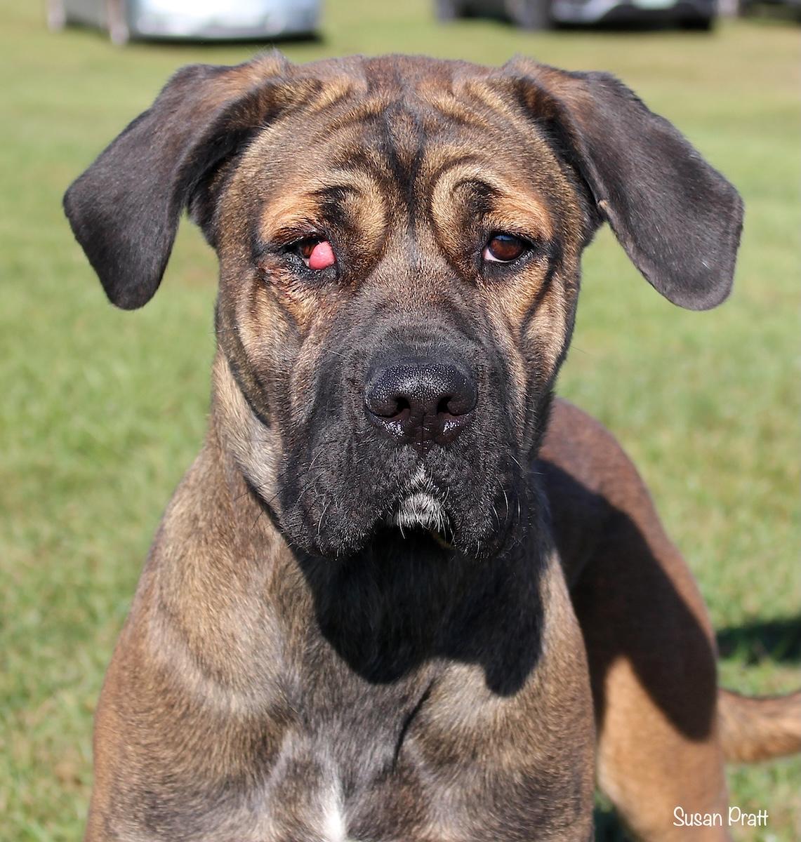 Spade, adoptable, Adult Female Mastiff.