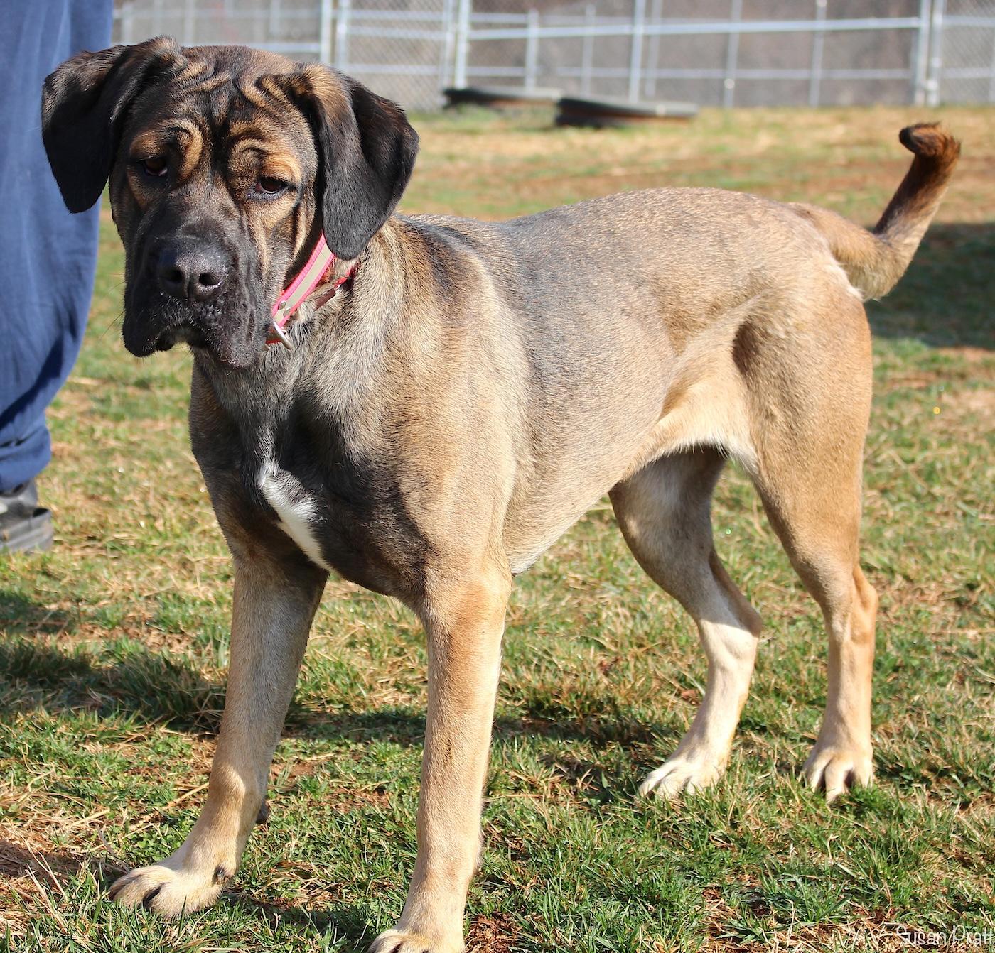 Enlarge Spade, an adoptable mixed breed in Bedford, VA image 2/3