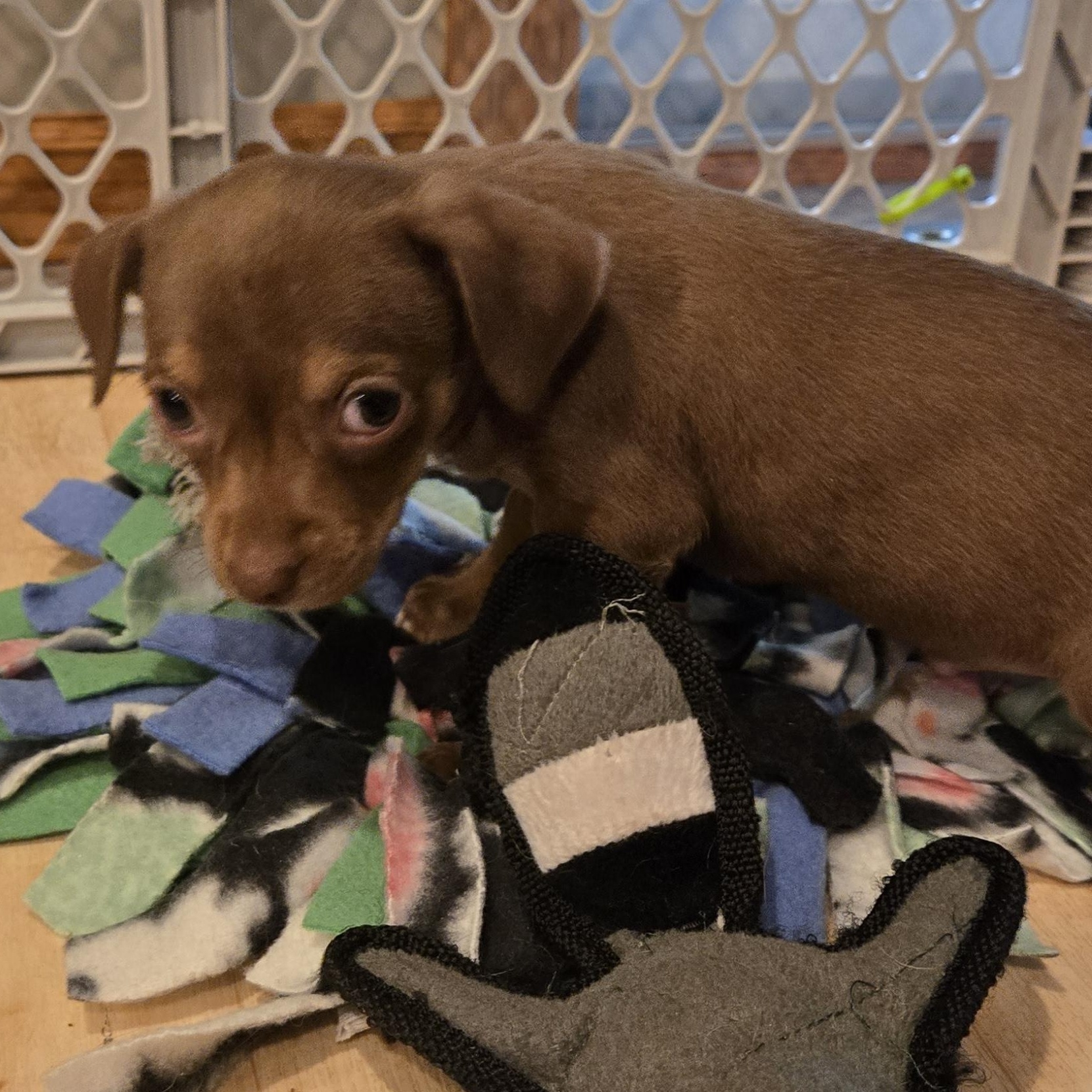 Enlarge Timmy, a Adoptable mixed breed in Minneapolis, MN image 3/3
