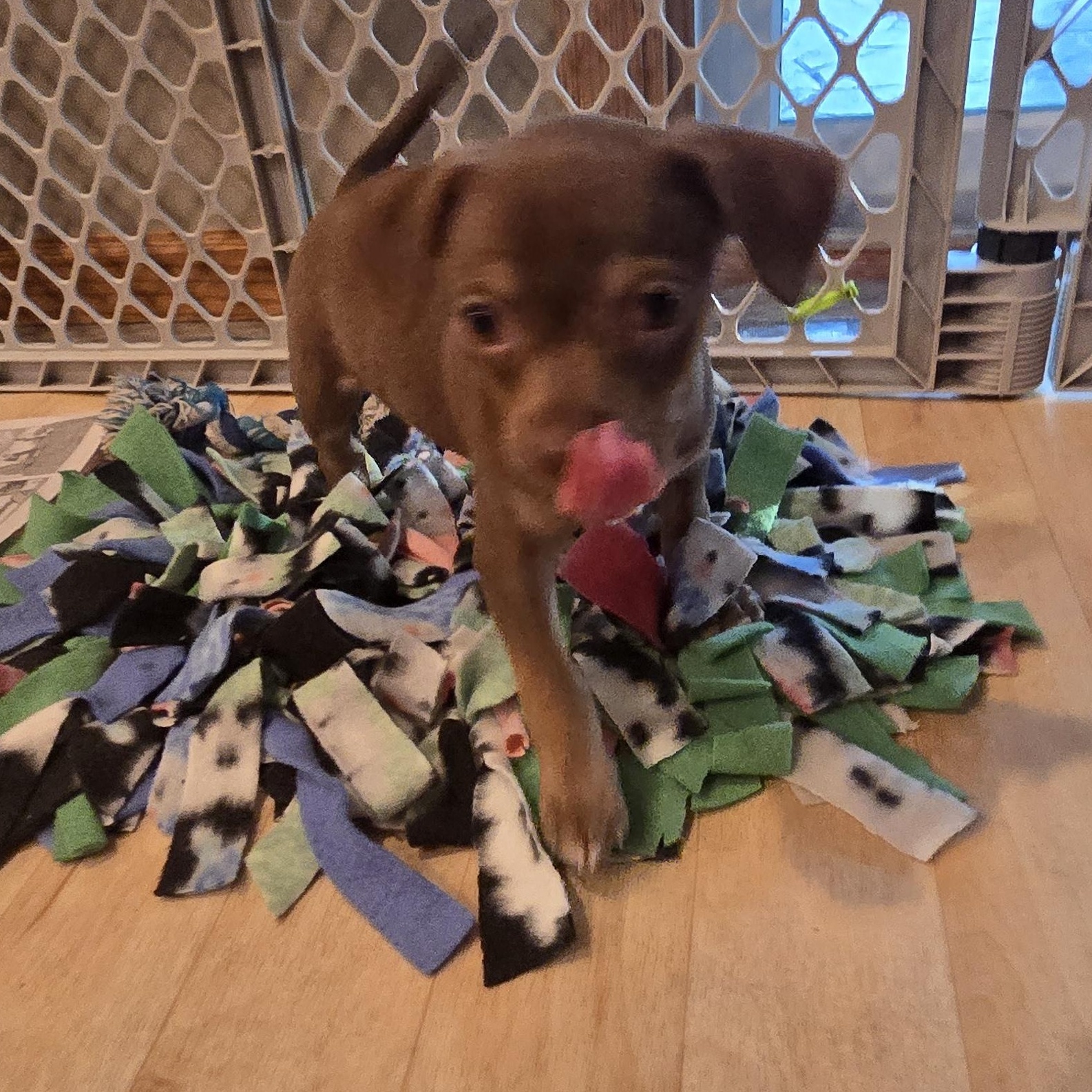 Enlarge Timmy, a Adoptable mixed breed in Minneapolis, MN image 2/3
