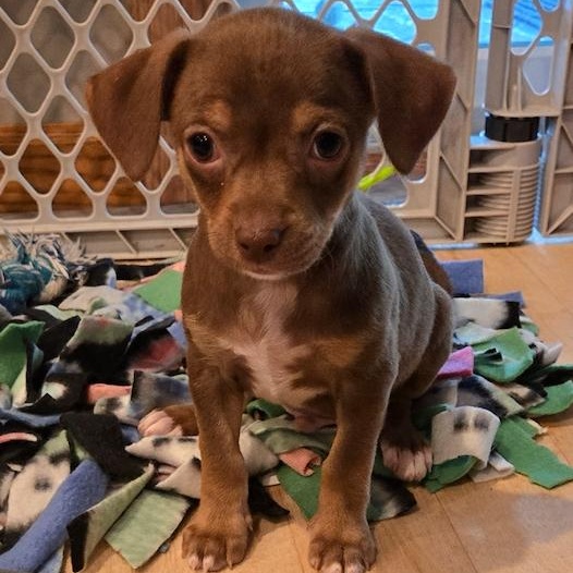 Enlarge Timmy, a Adoptable mixed breed in Minneapolis, MN image 1/3