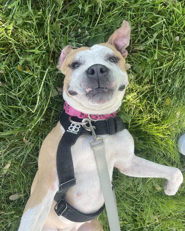 Journey, ADOPTABLE, Adult Female Mixed Breed.