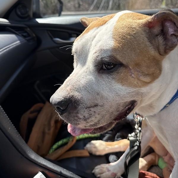 Enlarge Journey, a ADOPTABLE Mixed Breed in Chester, PA image 2/5