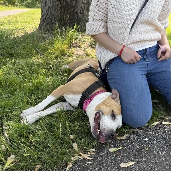 Enlarge Journey, a ADOPTABLE Mixed Breed in Chester, PA image 2/6