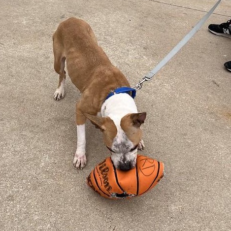 Enlarge Journey, a ADOPTABLE Mixed Breed in Chester, PA image 5/5