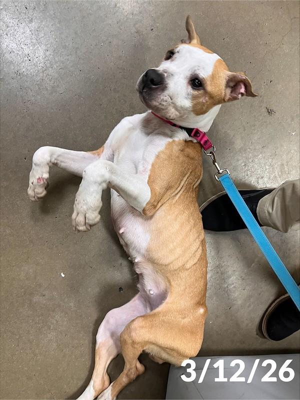 Enlarge Journey, a ADOPTABLE Mixed Breed in Chester, PA image 3/5